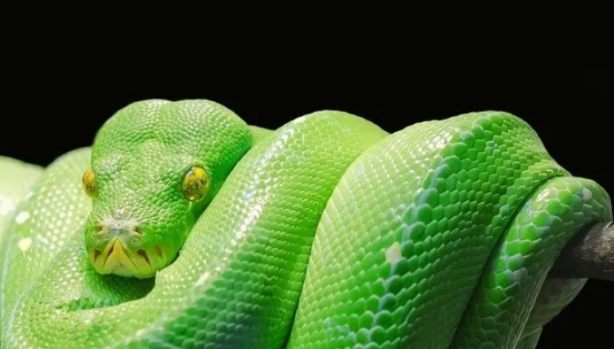 Foto - İstilacı yılanlar her yere yayıldı! Şehirde ne tavuk kaldı ne kedi… İnsanlar dehşeti yaşıyor 