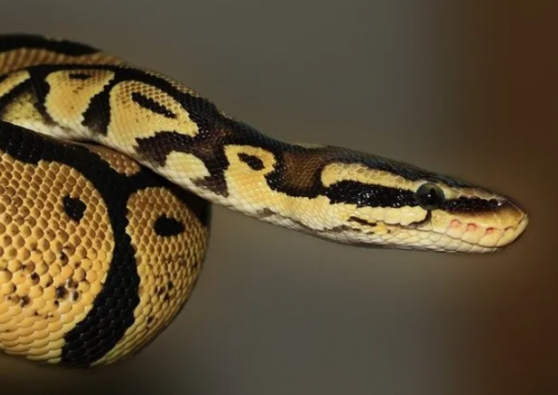 Foto - İstilacı yılanlar her yere yayıldı! Şehirde ne tavuk kaldı ne kedi… İnsanlar dehşeti yaşıyor 