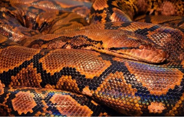 Foto - İstilacı yılanlar her yere yayıldı! Şehirde ne tavuk kaldı ne kedi… İnsanlar dehşeti yaşıyor 