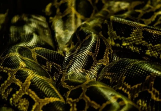 Foto - İstilacı yılanlar her yere yayıldı! Şehirde ne tavuk kaldı ne kedi… İnsanlar dehşeti yaşıyor 