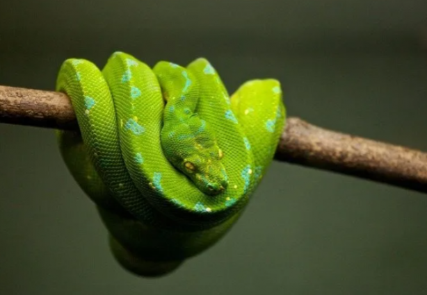 Foto - İstilacı yılanlar her yere yayıldı! Şehirde ne tavuk kaldı ne kedi… İnsanlar dehşeti yaşıyor 