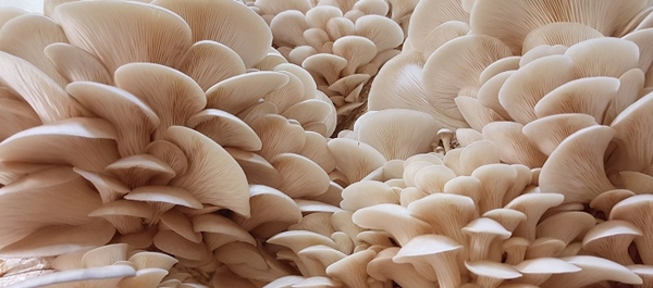 İstiridye mantarı yemeniz için 9 sebep