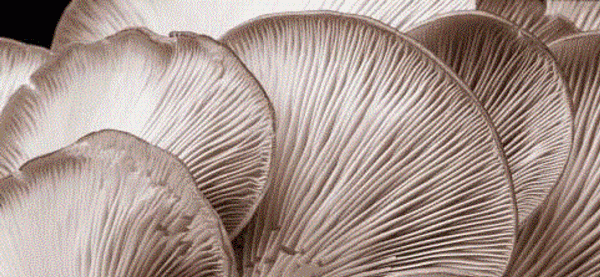 Foto - İstiridye mantarı yemeniz için 9 sebep