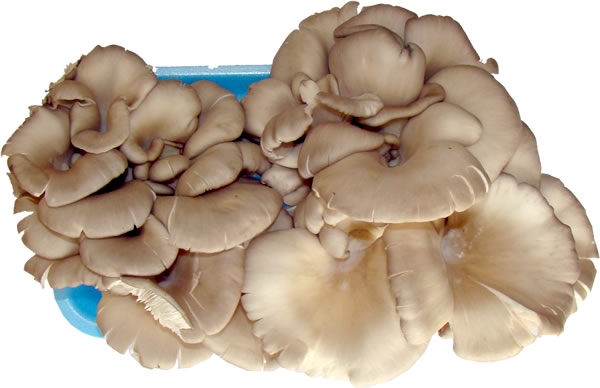 Foto - İstiridye mantarı yemeniz için 9 sebep