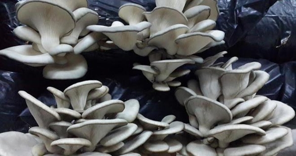 Foto - İstiridye mantarı yemeniz için 9 sebep