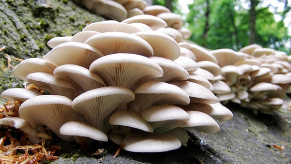 Foto - İstiridye mantarı yemeniz için 9 sebep