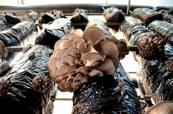 Foto - İstiridye mantarı yemeniz için 9 sebep