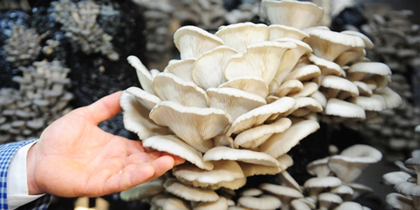 Foto - İstiridye mantarı yemeniz için 9 sebep