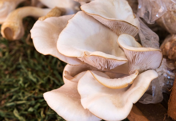 Foto - İstiridye mantarı yemeniz için 9 sebep