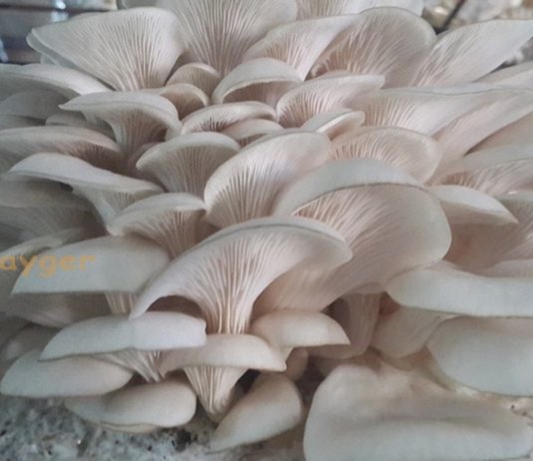 Foto - İstiridye mantarı yemeniz için 9 sebep