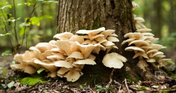 Foto - İstiridye mantarı yemeniz için 9 sebep