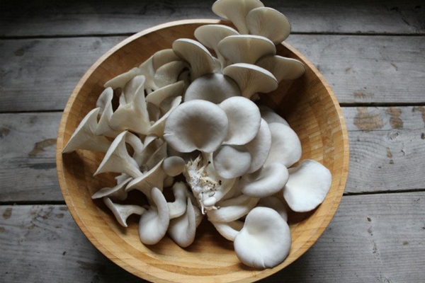 Foto - İstiridye mantarı yemeniz için 9 sebep