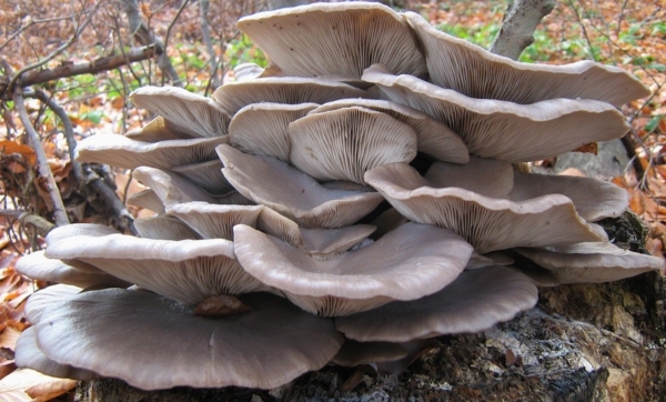 Foto - İstiridye mantarı yemeniz için 9 sebep