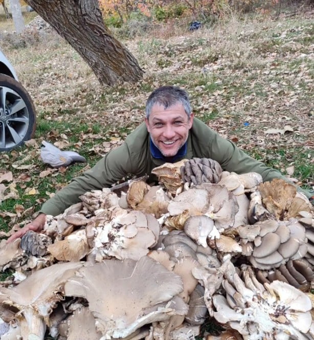 İstiridye mantarları büyüklüğüyle görenleri şaşırttı!