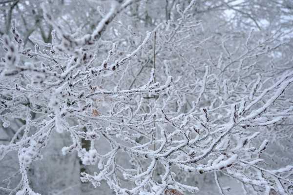 Foto - Istranca Ormanları beyaza büründü