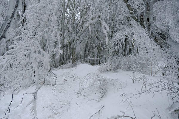 Foto - Istranca Ormanları beyaza büründü