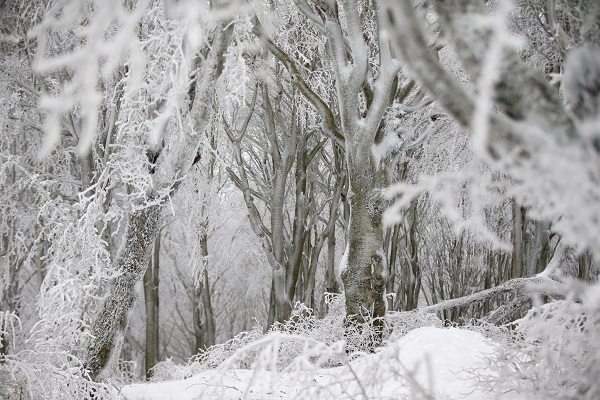 Foto - Istranca Ormanları beyaza büründü