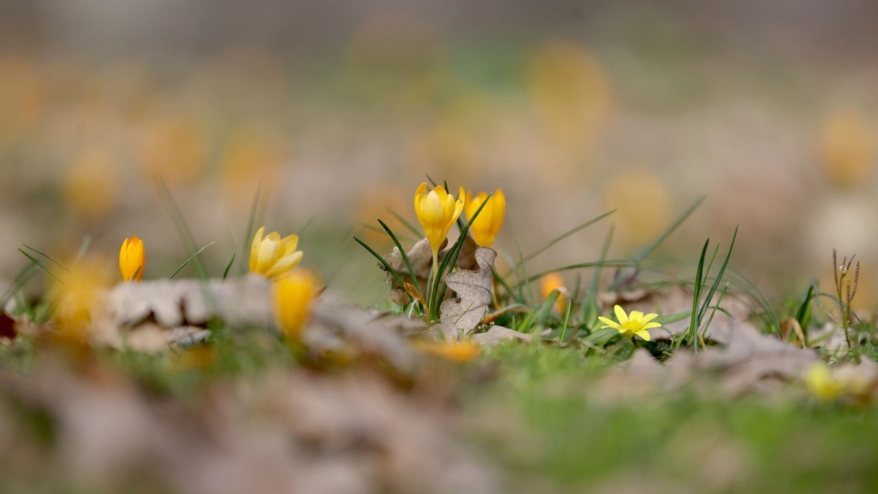 Istranca’da bahar zamanı! Açan çiçekler, doğayı renklendirdi