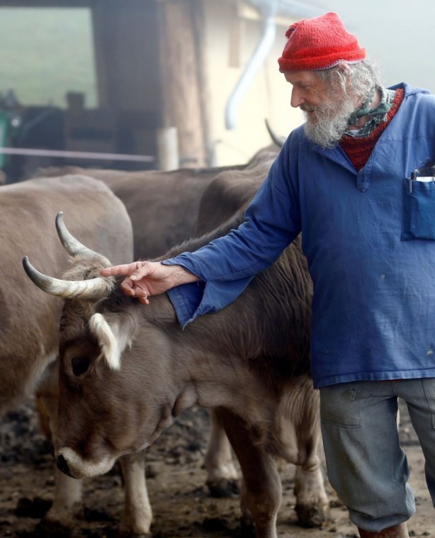 Foto - İsviçreli çiftçilerin "boynuzlu inek" talebini halk reddetti
