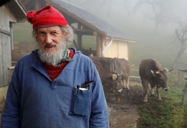 Foto - İsviçreli çiftçilerin "boynuzlu inek" talebini halk reddetti