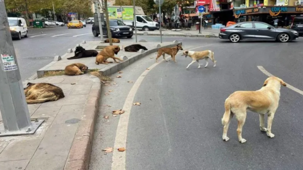 Foto - İt ürüdü kervan yürüdü! Düzenleme komisyonda kabul edildi