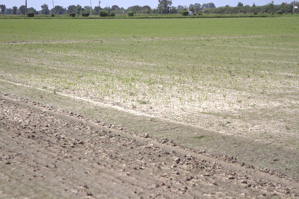 Foto - İtalya’da tarım krizi! Ekim yapılamaz hale geldi