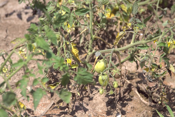 Foto - İtalya’da tarım krizi! Ekim yapılamaz hale geldi