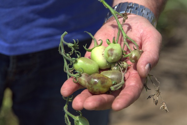 Foto - İtalya’da tarım krizi! Ekim yapılamaz hale geldi