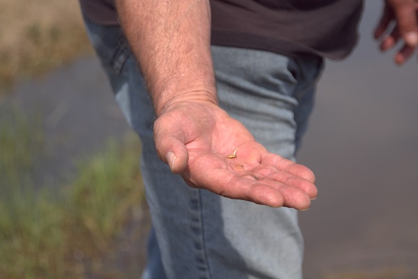 Foto - İtalya’da tarım krizi! Ekim yapılamaz hale geldi