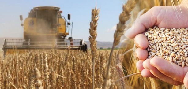 Foto - İtalya'da Türk buğdayı paniği: Türkiye bizi endişelendiriyor