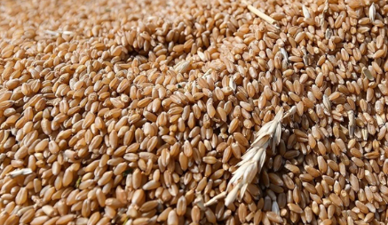 Foto - İtalya'da Türk buğdayı paniği: Türkiye bizi endişelendiriyor