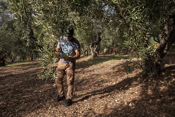 Foto - İtalya'da zeytinyağı üretiminde kriz 