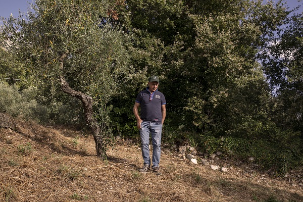 Foto - İtalya'da zeytinyağı üretiminde kriz 