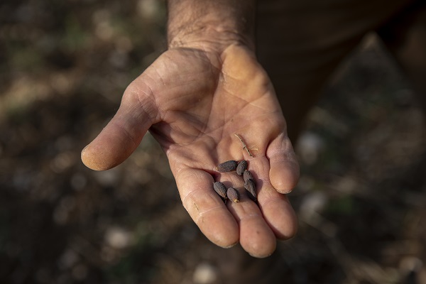 Foto - İtalya'da zeytinyağı üretiminde kriz 