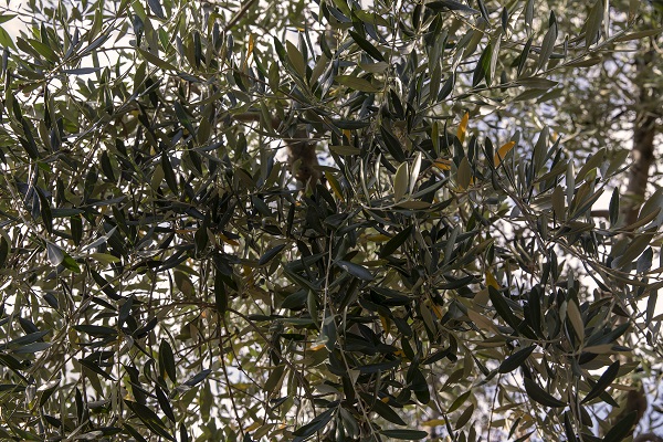 İtalya'da zeytinyağı üretiminde kriz 