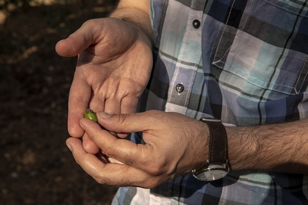 Foto - İtalya'da zeytinyağı üretiminde kriz 