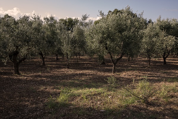 Foto - İtalya'da zeytinyağı üretiminde kriz 