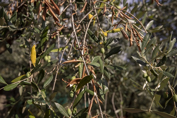 Foto - İtalya'da zeytinyağı üretiminde kriz 