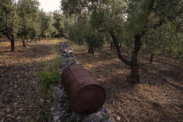 Foto - İtalya'da zeytinyağı üretiminde kriz 