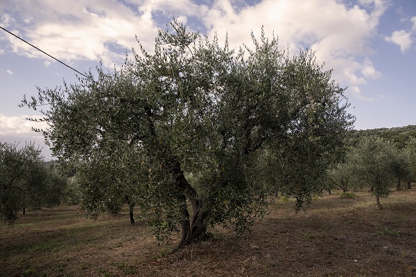 Foto - İtalya'da zeytinyağı üretiminde kriz 