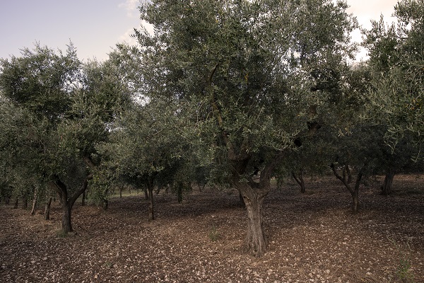 Foto - İtalya'da zeytinyağı üretiminde kriz 