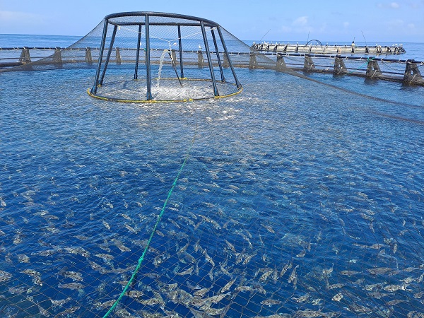 Foto - İtalya’nın "akıllı adası" tüm dünyaya örnek oluyor