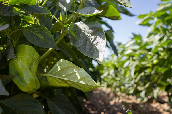 Foto - İtalyanlardan bu bibere yakın markaj