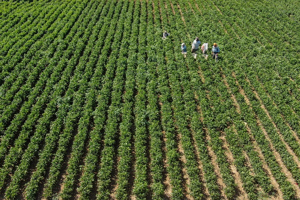Foto - İtalyanlardan bu bibere yakın markaj