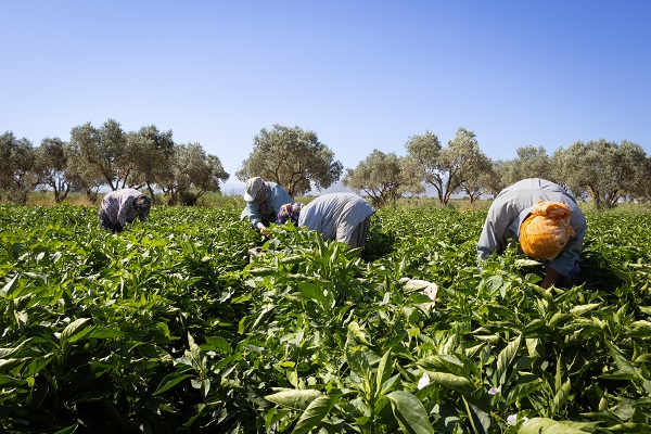 Foto - İtalyanlardan bu bibere yakın markaj