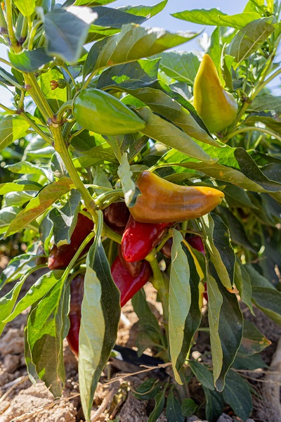 Foto - İtalyanlardan bu bibere yakın markaj
