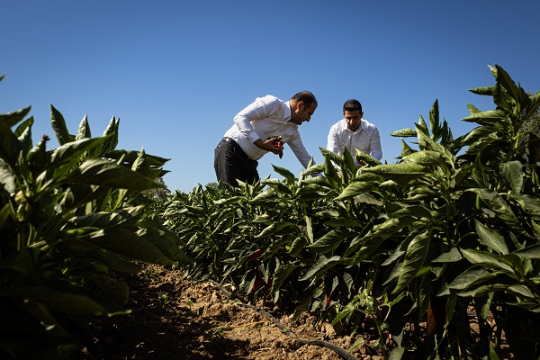 Foto - İtalyanlardan bu bibere yakın markaj