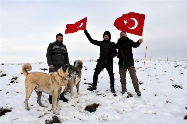 Foto - İtalyanlardan kurt saldırılarına karşı 'kangal' çözümü!