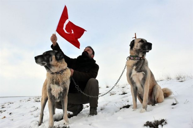 Foto - İtalyanlardan kurt saldırılarına karşı 'kangal' çözümü!