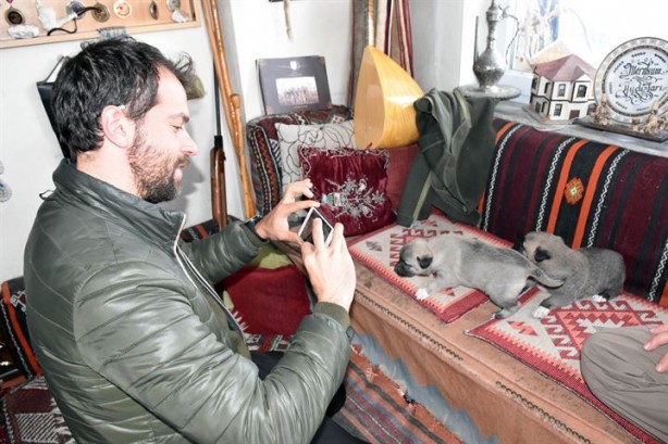 Foto - İtalyanlardan kurt saldırılarına karşı 'kangal' çözümü!